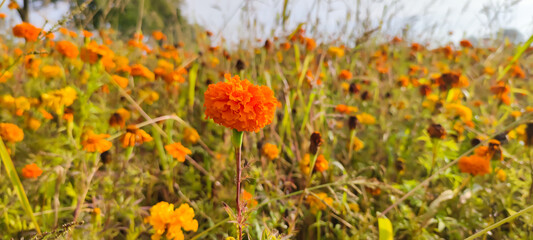 Bunte Blumenwiese im Herbst