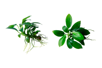Two angle of Anubias pangolino rare mini aquatic plants isolated on transparent background. PNG transparency
