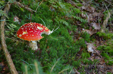 fly agaric mushroom © Pawel Filusz