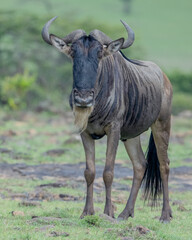 Wildebeest, Masai Mara, Kenya