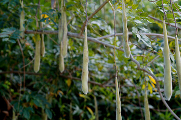 藤の実　サヤ　9月下旬