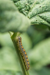 くろまめ畑で見つけたケムシ　けっこう目立つ色　9月下旬