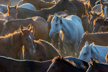 The dust kicked up by hundreds of wild horses in arid lands witnessed interesting scenes.