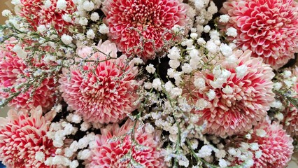Close up of pink chrysanthemum flowers in a bouquet as a gift with white tips on their petals....