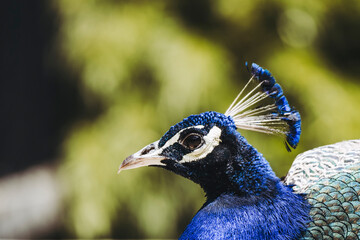 Portrait d'un magnifique paon bleu irisé