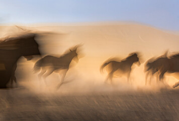 Fototapeta na wymiar The dust kicked up by hundreds of wild horses in arid lands witnessed interesting scenes.