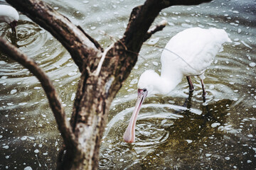 Portrait d'un oiseau spatule blanche ou platalea leucorodia
