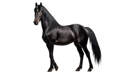 Black horse shiny isolated on transparent  background, Png files