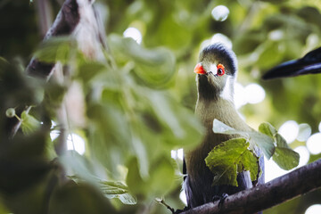 Portrait d'un magnifique oiseau coloré Touraco à joues blanches