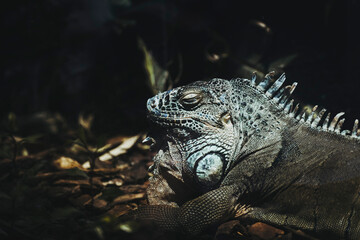 Portrait d'un magnifique iguane vert dans un vivarium