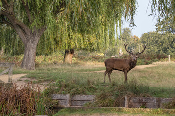 Bushy Park red deer standing by a stream