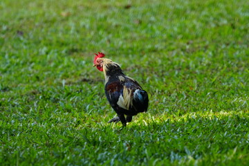 Filipino gamefowl specially bred for fighting in cockfights-national pastime held in a ring called cockpit with wagers on the match.s outcome. Sipalay-Negros Occidental-Western Visayas-Philippines.