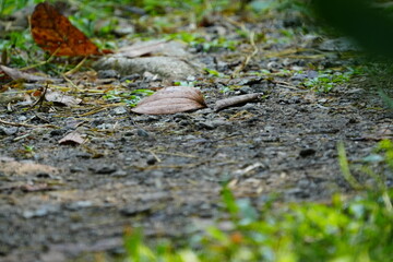 snail on a leaf