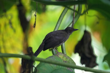 Cream-vented Bulbul, Pycnonotus simplex
