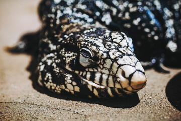 Portrait d'un reptile tégu noir et blanc ou salvator merianae