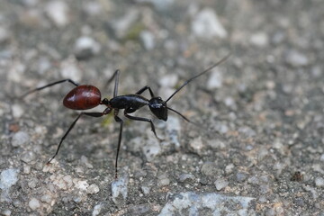 Dinomyrmex gigas, commonly known as the Giant Gliding Ant, is a remarkable species of large predatory ant native to the rainforests of Southeast Asia. |巨型森林螞蟻