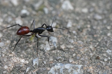 Dinomyrmex gigas, commonly known as the Giant Gliding Ant, is a remarkable species of large predatory ant native to the rainforests of Southeast Asia. |巨型森林螞蟻