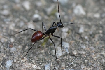 Dinomyrmex gigas, commonly known as the Giant Gliding Ant, is a remarkable species of large predatory ant native to the rainforests of Southeast Asia. |巨型森林螞蟻