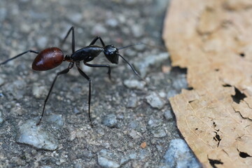 Dinomyrmex gigas, commonly known as the Giant Gliding Ant, is a remarkable species of large predatory ant native to the rainforests of Southeast Asia. |巨型森林螞蟻