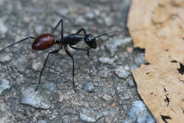 Dinomyrmex gigas, commonly known as the Giant Gliding Ant, is a remarkable species of large...