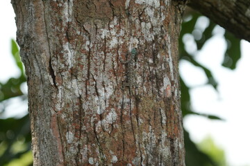 Obraz premium Draco volans, commonly known as the common flying dragon or the flying lizard, is a species of lizard belonging to the genus Draco. |飞蜥