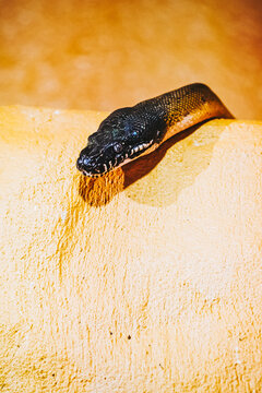 Portrait close-up d'un python à lèvres blanches ou bothrochilus albertisii