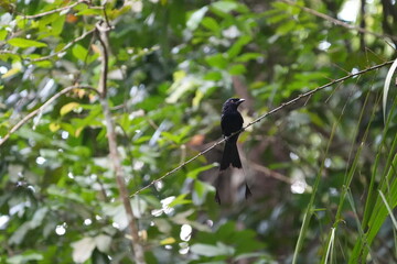 The Greater Racket-tailed Drongo (Dicrurus paradiseus) is a bird species known for its striking appearance and vocalizations. |带箭鸟|长尾姑|大拍卷尾