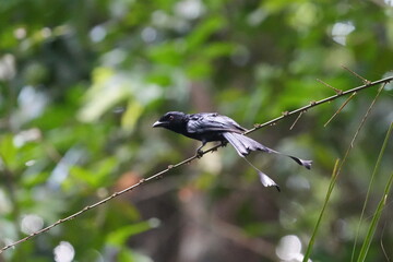 The Greater Racket-tailed Drongo (Dicrurus paradiseus) is a bird species known for its striking appearance and vocalizations. |带箭鸟|长尾姑|大拍卷尾