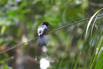 The Greater Racket-tailed Drongo (Dicrurus paradiseus) is a bird species known for its striking appearance and vocalizations. |带箭鸟|长尾姑|大拍卷尾