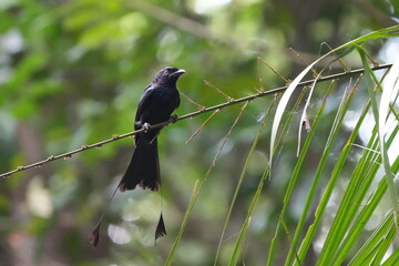 큰자루꼬리드롱고 (Dicrurus paradiseus)는 그 눈에 띄는 외모와 발음으로 잘 알려진 새입니다