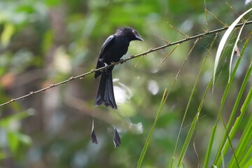 The Greater Racket-tailed Drongo (Dicrurus paradiseus) is a bird species known for its striking appearance and vocalizations. |带箭鸟|长尾姑|大拍卷尾