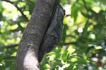 Colugos, also known as flying lemurs (although they are not lemurs and cannot truly fly), are a unique and interesting group of mammals found in Southeast Asia. |鼯猴