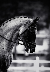 The black-and-white photo captures a portrait of a majestic horse, adorned with a braided mane and a bridle on its face. The horse is participating in equestrian sports competitions. Horseback riding - obrazy, fototapety, plakaty