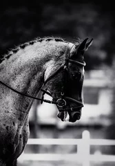 Poster The black-and-white photo captures a portrait of a majestic horse, adorned with a braided mane and a bridle on its face. The horse is participating in equestrian sports competitions. Horseback riding ©  Valeri Vatel