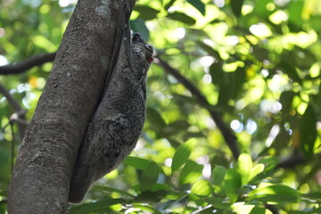 Colugos, also known as flying lemurs (although they are not lemurs and cannot truly fly), are a unique and interesting group of mammals found in Southeast Asia. |鼯猴