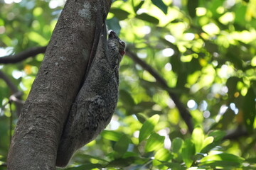 Colugos, also known as flying lemurs (although they are not lemurs and cannot truly fly), are a unique and interesting group of mammals found in Southeast Asia. |鼯猴