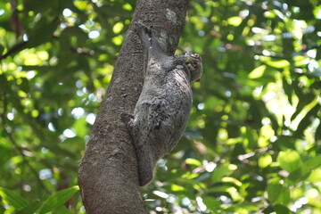 Colugos, also known as flying lemurs (although they are not lemurs and cannot truly fly), are a unique and interesting group of mammals found in Southeast Asia. |鼯猴