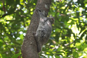 Colugos, also known as flying lemurs (although they are not lemurs and cannot truly fly), are a unique and interesting group of mammals found in Southeast Asia. |鼯猴
