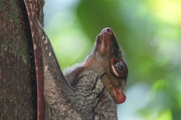 Colugos, also known as flying lemurs (although they are not lemurs and cannot truly fly), are a unique and interesting group of mammals found in Southeast Asia. |鼯猴