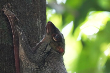 Colugos, also known as flying lemurs (although they are not lemurs and cannot truly fly), are a unique and interesting group of mammals found in Southeast Asia. |鼯猴