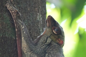 Colugos, also known as flying lemurs (although they are not lemurs and cannot truly fly), are a unique and interesting group of mammals found in Southeast Asia. |鼯猴