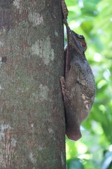Fototapeta premium Colugos, also known as flying lemurs (although they are not lemurs and cannot truly fly), are a unique and interesting group of mammals found in Southeast Asia. |鼯猴