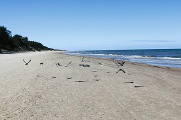 The coast of the Baltic Sea near the city of Leba