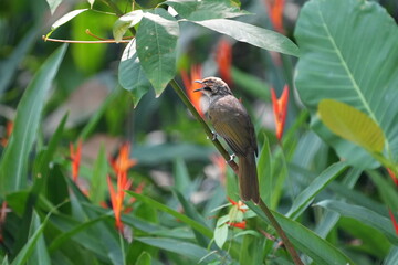 The Straw-headed Bulbul (Pycnonotus zeylanicus) is a species of songbird found in Southeast Asia. It is known for its striking appearance, with a straw-yellow head and a black mask.|黄冠鹎