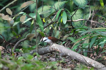 The White-crested Laughingthrush (Garrulax leucolophus) is a species of bird in the family Leiothrichidae, which is known for its social and vocal nature.|白冠噪鶥