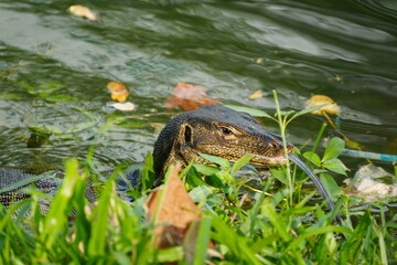 monitor lizard on the ground|Malayan water monitor lizard|马来亚圆鼻巨蜥