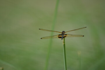  Rhyothemis phyllis, commonly known as the Yellow-barred Flutterer, is a species of dragonfly found in various parts of Southeast Asia. |臀斑丽翅蜻