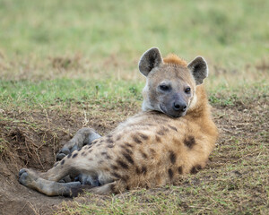 Spotted Hyena, Masai Mara, Kenya