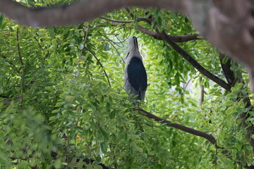 The Black-crowned Night Heron (Nycticorax nycticorax) is a medium-sized heron species known for its striking appearance and primarily nocturnal habits.|夜鷺