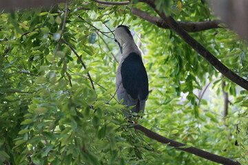 The Black-crowned Night Heron (Nycticorax nycticorax) is a medium-sized heron species known for its striking appearance and primarily nocturnal habits.|夜鷺